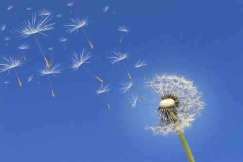 Dandelion seeds floating against a blue sky.