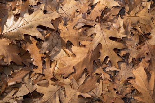 Dried oak leaves, forming an interesting pattern.