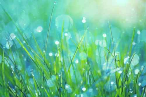 Light shining through wet grass makes the raindrops sparkle