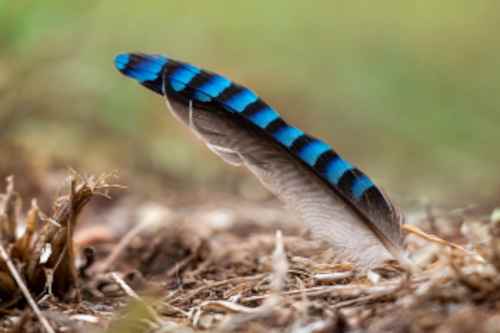 Amazing blue of a Jay's feather!