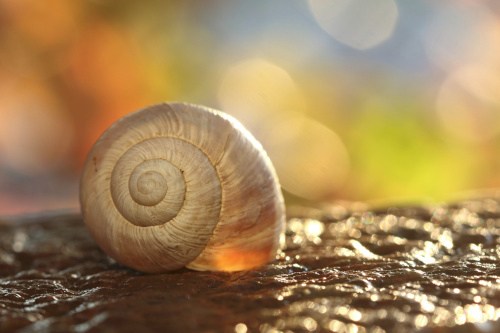 The light shines through an empty spiraled snail shell.