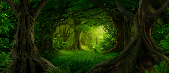 Tree forms.