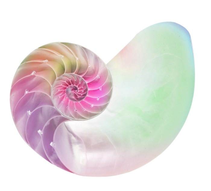 Intricate form of a Nautilus shell.