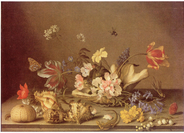 shell still life van der Ast