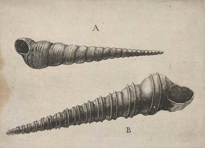 "Shells" by Wenceslaus Hollar 17th cent