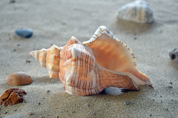 Seashell left by the tide.