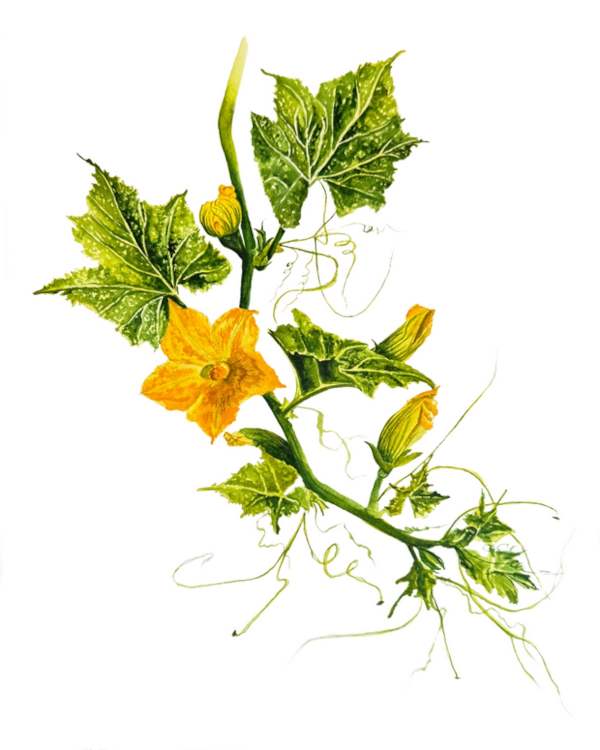 "Squash Flowers" by Viktoriia Kovalenko.